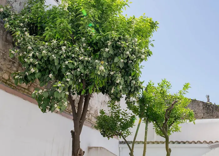 Wehostcostaluz Jerez Centro Con Terraza Privada Appartamento Jerez de la Frontera