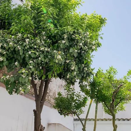 Wehostcostaluz Jerez Centro Con Terraza Privada 公寓 赫雷斯